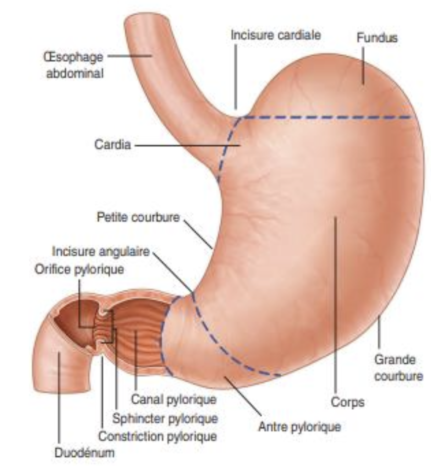 Description of image